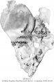 12 Minor Prophets Dead Sea Scroll | MS 4612/1 (1)