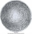 Christian Incantation Bowl | MS 1928-54