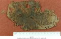 joshua-dead-sea-scroll-ms-2713