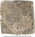 LEXICAL LIST OF SPECIES OF FISH MS 2722